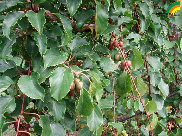 Kiwiño - Tara Vine - Kiwiño (Actinidia arguta) >> Kiwiño (Actinidia arguta) - Detalle de fruto y planta.jpg